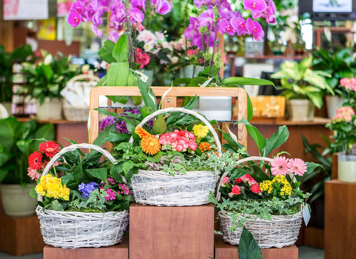 Blossom Flower Shops Hours & Address White Plains, NY