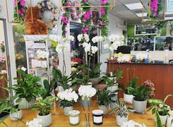 A selection of orchids, both hanging and potted, on display in our showroom