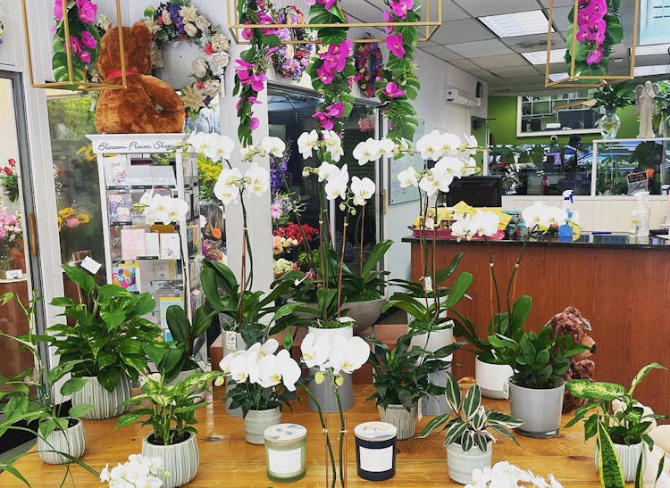 A selection of orchids, both hanging and potted, on display in our showroom