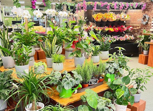A broad collection of potted plants occupies shelf space in our Yonkers storefront