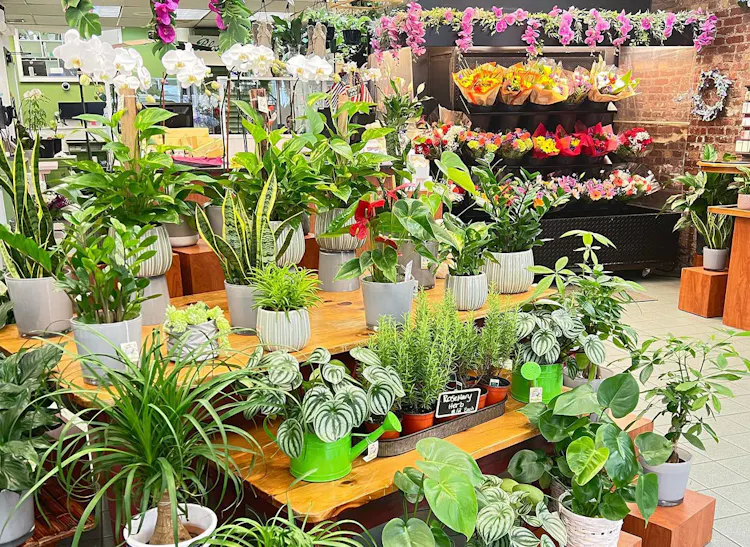 A broad collection of potted plants occupies shelf space in our Yonkers storefront