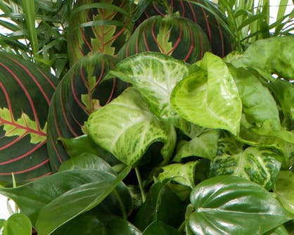 The soft, lush, green leaves of a potted plant